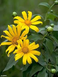Yellow Tithonia Diversifolia Flower Seeds Heirloom Non-GMO High Germination Organic Garden Seeds