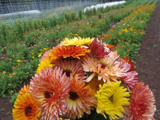 Flashback Mix Calendula Seeds for Planting – Heirloom Non-GMO Garden Seeds