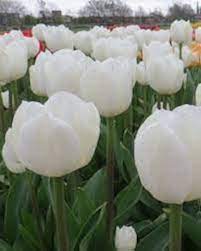 Perennial Tulip Flower Seeds White – Heirloom, Non-GMO, High Germination Organic Garden Seeds