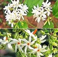 White Harsingar Flower Seeds Heirloom Non-GMO High Germination Organic Garden Seeds for Planting