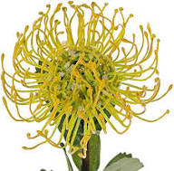 Yellow Protea Flower Seeds – Heirloom Non-GMO High Germination Organic Garden Seeds