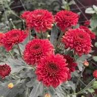 Red Chrysanthemum Flower Seeds for Planting – Heirloom, Non-GMO, High Germination Organic Garden Seeds