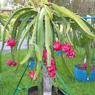 Mixed Pitaya Seeds – Heirloom, Non-GMO, High Germination Organic Garden Seeds for Planting
