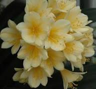 Yellow Clivia Miniata Flower Seeds – Heirloom, Non-GMO, High Germination Organic Garden Seeds