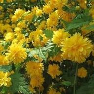Yellow Kerria Japonica Flower Seeds – Heirloom Non-GMO High Germination Organic Garden Seeds