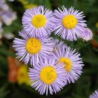 Purple Erigeron Perennial Flower Seeds – Heirloom, Non-GMO, High Germination Organic Garden Seeds for Planting
