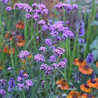 Semillas de flor Trachelium Caeruleum Púrpura, reliquia, sin OMG, alta germinación, semillas de jardín orgánicas para plantar