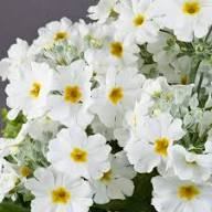 Primrose Flower Seeds White for Planting – Heirloom Non-GMO High Germination Organic Garden Seeds