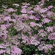 Pink Chaerophyllum Flower Seeds Heirloom Non-GMO High Germination Organic Garden Seeds for Planting