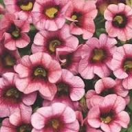Pink Calibrachoa Flower Seeds – Heirloom Non-GMO High Germination Organic Garden Seeds for Planting