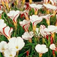 Red White Oxalis Versicolor Flower Seeds Heirloom Non-GMO High Germination Organic Garden Seeds