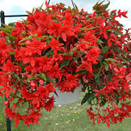 Red Boliviensis Flower Seeds Heirloom Non-GMO High Germination Organic Garden Seeds for Planting