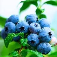 Wild Lowbush Blueberries Fruit Seeds for Planting Heirloom Non-GMO High Germination Organic Garden Seeds