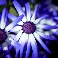 Senetti Pericallis White Flower Seeds Pack for Planting – Heirloom, Non-GMO, High Germination Organic Garden Seeds