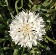 White Violet Centaurea Cyanus Flower Seeds Heirloom Non-GMO High Germination Organic Garden Seeds
