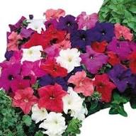 Mixed Petunia Flower Seeds – Heirloom, Non-GMO, High Germination Seeds