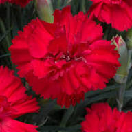 Carnations Flower Seeds Red – Heirloom, Non-GMO, High Germination Organic Garden Seeds for Planting Seeds for Planting