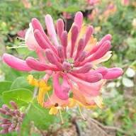 Pink Honeysuckle Flower Seeds Heirloom Non-GMO High Germination Organic Garden Seeds for Planting
