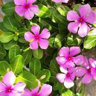 Vinca Flower Seeds – Heirloom Non-GMO High Germination Organic Garden Seeds