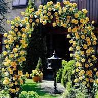 Yellow Climbing Zephirine Flower Seeds – Heirloom Non-GMO High Germination Organic Garden Seeds