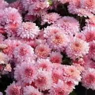 Rare Pink Chrysanthemum Flower Seeds Heirloom Non-GMO High Germination Organic Garden Seeds for Planting