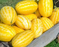 Gold in Gold Watermelon Seeds for Planting Heirloom Non-GMO High Germination Organic Garden Seeds