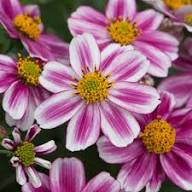 Pink Bidens Flowers Seeds Heirloom Non-GMO High Germination Organic Garden Seeds for Planting