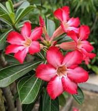 Light Red Adenium Obesum Flower Seeds – Heirloom, Non-GMO, High Germination Seeds