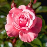 Rare Pink Rose Flower Seeds Heirloom Non-GMO High Germination Organic Garden Seeds for Planting