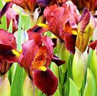 Yellow Red Iris Germanica Flower Seeds – Heirloom Non-GMO High Germination Organic Seeds
