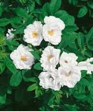 Rugosa Flower Seeds for Planting – Heirloom, Non-GMO, High Germination Organic Garden Seeds