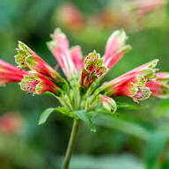 Red Alstroemeria Psittacina Flower Seeds – Heirloom, Non-GMO, High Germination Organic Seeds for Planting