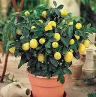 Lemon Tree Seeds for Planting – Fragrant Citrus Fruits Heirloom Non-GMO High Germination Organic Garden Seeds for Home Garden
