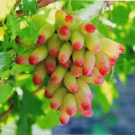 Green Red Finger Grape Seeds Heirloom Non-GMO High Germination Organic Garden Seeds for Planting