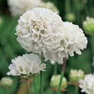 White Armeria Maritima Flower Seeds Heirloom Non-GMO High Germination Organic Garden Seeds
