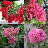 Pink Crape Flower Seeds for Planting – Heirloom Non-GMO High Germination Organic Garden Seeds