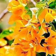 Perennial Bougainvillea Flower Seeds Yellow – Heirloom, Non-GMO, High Germination Organic Garden Seeds for Planting