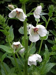 Verbascum Flower Seeds for Planting – Heirloom, Non-GMO, High Germination