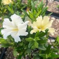 White Mimulus Flower Seeds Heirloom Non-GMO High Germination Organic Garden Seeds