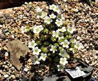 Saxifrage Flower Seeds White Heirloom Non-GMO High Germination Organic Garden Seeds for Planting