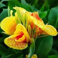 Yellow Canna Flower Seeds – Heirloom, Non-GMO, High Germination Organic Garden Seeds