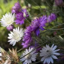 Purple White Xeranthemum Flower Seeds – Heirloom Non-GMO High Germination Organic Garden