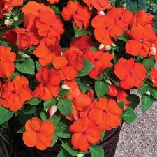 Red Impatiens Walleriana Flower Seeds – Heirloom Non-GMO High Germination Organic Garden Seeds for Planting