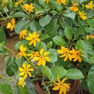 Yellow Gandharaj Flower Seeds Heirloom Non-GMO High Germination Organic Garden Seeds for Planting