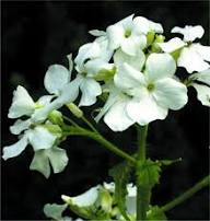 White Lunaria Annua Variegata Flower Seeds for Planting Heirloom Non-GMO High Germination Organic Garden Seeds