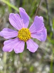 Purple Coreopsis Flower Seeds for Planting Heirloom Non-GMO High Germination Organic Garden Seeds