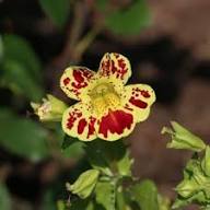 White Mimulus Tigrinus Flower Seeds Heirloom Non-GMO High Germination Organic Garden Seeds