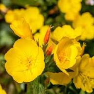 Primrose Flower Seeds for Planting and Growing Yellow – Heirloom Non-GMO High Germination Organic Garden Seeds