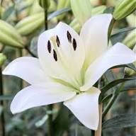 Semillas de flor Lewisii blancas, reliquia, sin OMG, alta germinación, semillas de jardín orgánicas para sembrar