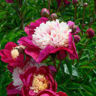 Red White Peony Flower Seeds – Heirloom Non-GMO High Germination Organic Garden Seeds